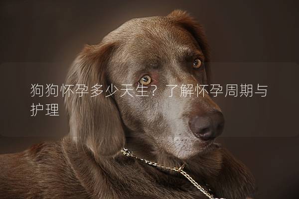 狗狗怀孕多少天生？了解怀孕周期与护理