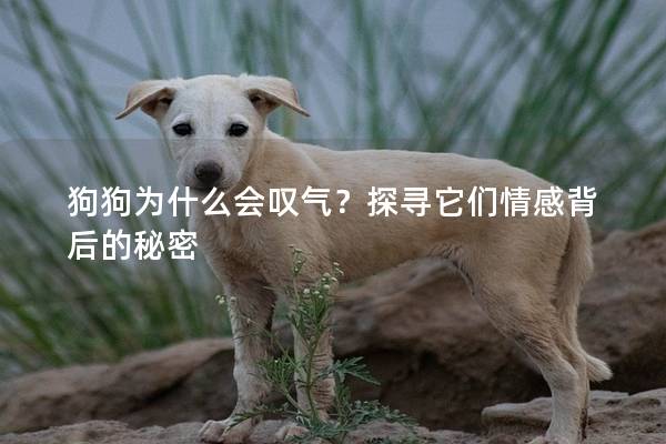 狗狗为什么会叹气？探寻它们情感背后的秘密