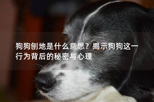狗狗刨地是什么意思？揭示狗狗这一行为背后的秘密与心理