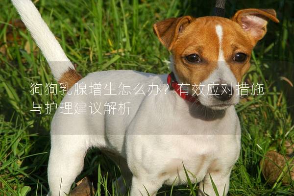 狗狗乳腺增生怎么办？有效应对措施与护理建议解析