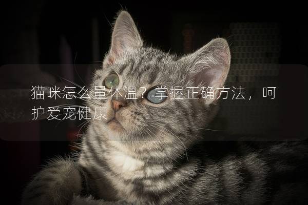 猫咪怎么量体温？掌握正确方法，呵护爱宠健康