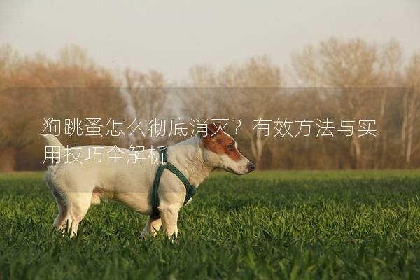 狗跳蚤怎么彻底消灭？有效方法与实用技巧全解析