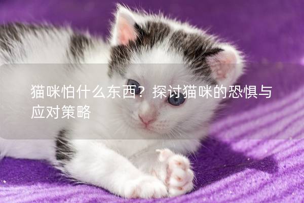 猫咪怕什么东西？探讨猫咪的恐惧与应对策略