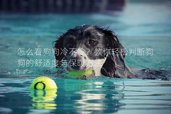 怎么看狗狗冷不冷？教你轻松判断狗狗的舒适度与保暖方法