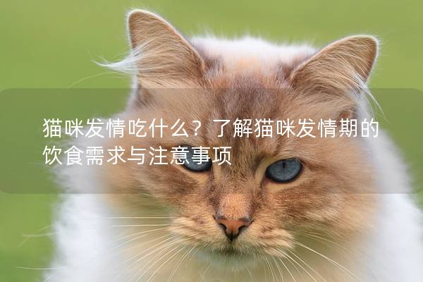 猫咪发情吃什么？了解猫咪发情期的饮食需求与注意事项