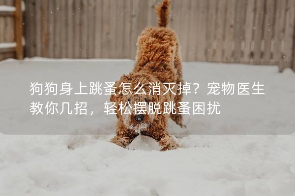 狗狗身上跳蚤怎么消灭掉？宠物医生教你几招，轻松摆脱跳蚤困扰