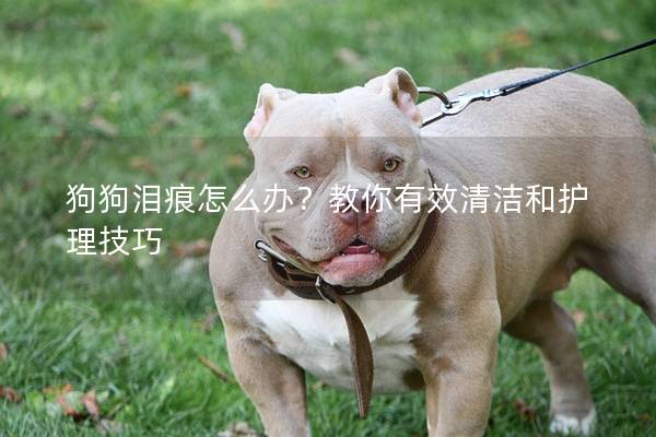 狗狗泪痕怎么办？教你有效清洁和护理技巧