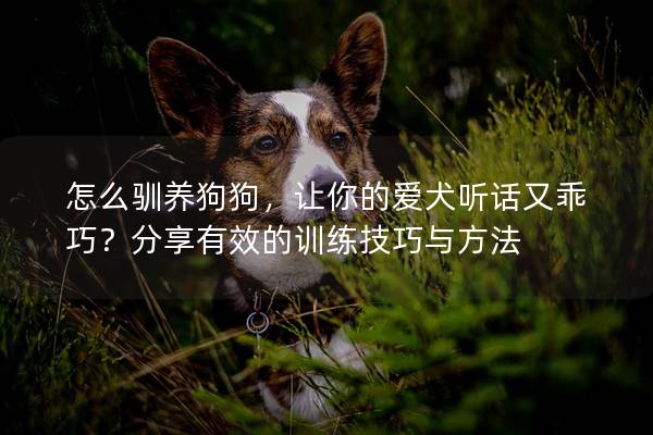 怎么驯养狗狗，让你的爱犬听话又乖巧？分享有效的训练技巧与方法