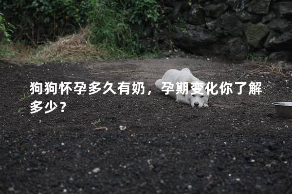 狗狗怀孕多久有奶，孕期变化你了解多少？