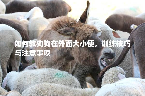 如何教狗狗在外面大小便，训练技巧与注意事项