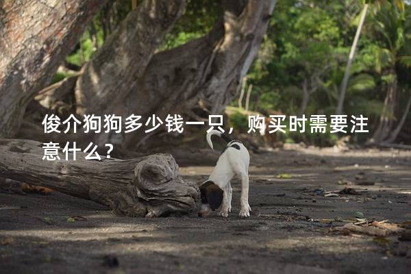 俊介狗狗多少钱一只，购买时需要注意什么？