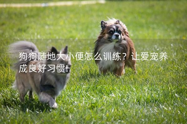 狗狗随地大小便怎么训练？让爱宠养成良好习惯!