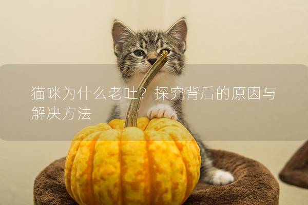 猫咪为什么老吐？探究背后的原因与解决方法