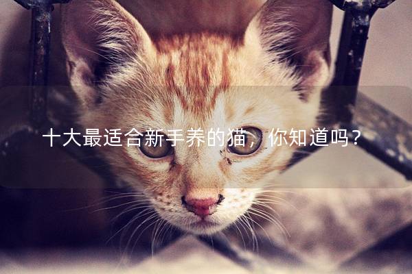 十大最适合新手养的猫，你知道吗？