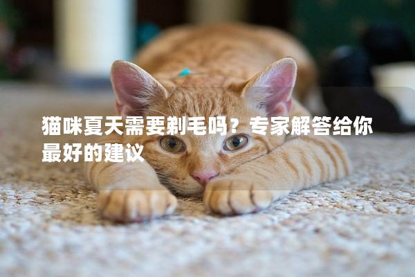 猫咪夏天需要剃毛吗？专家解答给你最好的建议