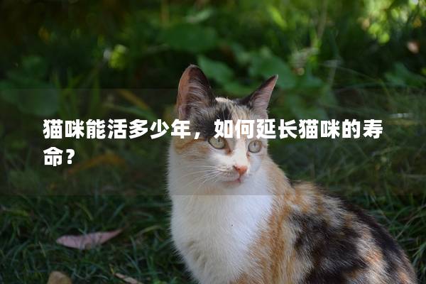 猫咪能活多少年，如何延长猫咪的寿命？