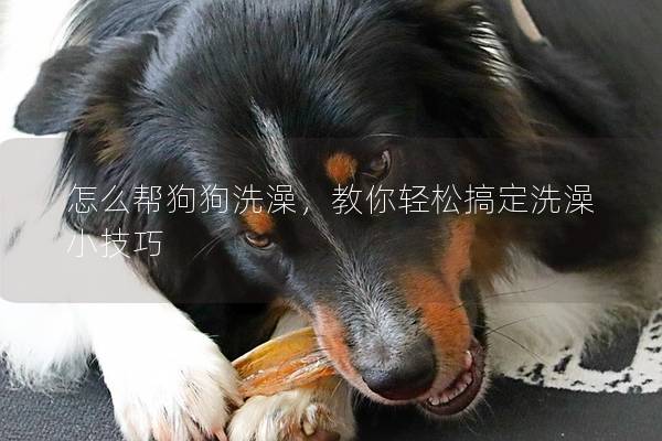 怎么帮狗狗洗澡，教你轻松搞定洗澡小技巧