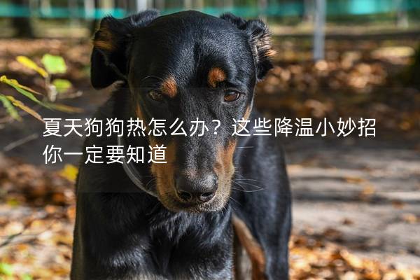 夏天狗狗热怎么办？这些降温小妙招你一定要知道