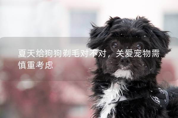 夏天给狗狗剃毛对不对，关爱宠物需慎重考虑
