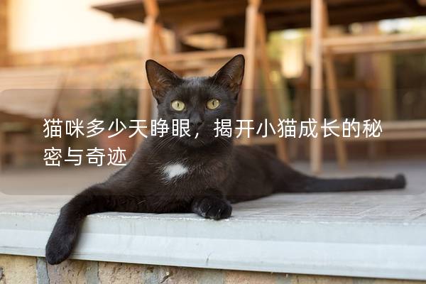 猫咪多少天睁眼，揭开小猫成长的秘密与奇迹