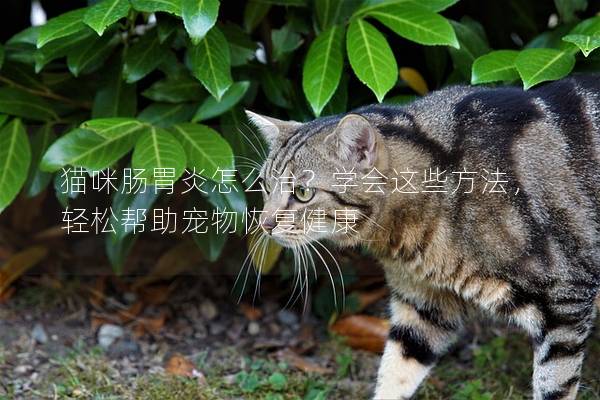 猫咪肠胃炎怎么治？学会这些方法，轻松帮助宠物恢复健康