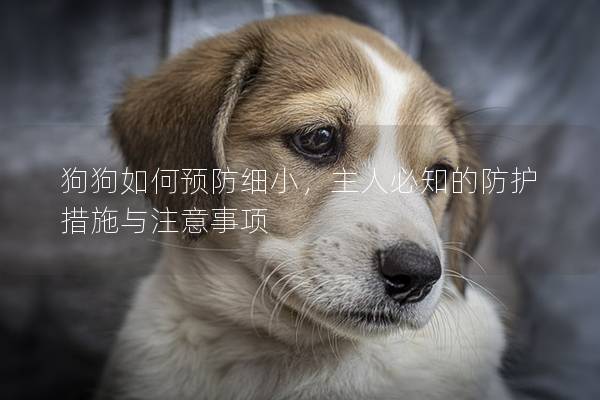 狗狗如何预防细小，主人必知的防护措施与注意事项
