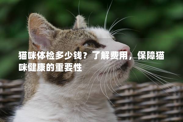 猫咪体检多少钱？了解费用，保障猫咪健康的重要性