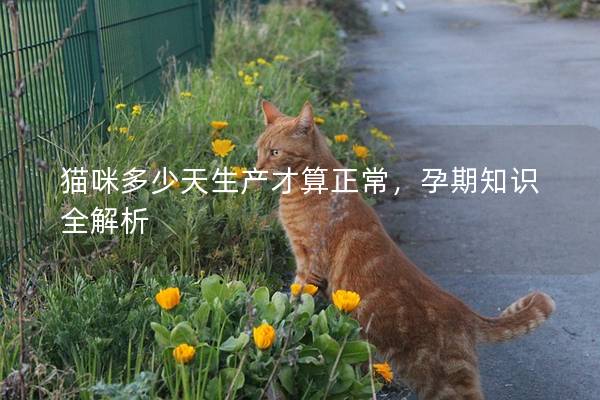 猫咪多少天生产才算正常，孕期知识全解析