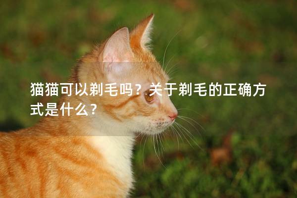 猫猫可以剃毛吗？关于剃毛的正确方式是什么？