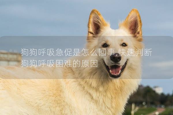 狗狗呼吸急促是怎么回事,快速判断狗狗呼吸困难的原因