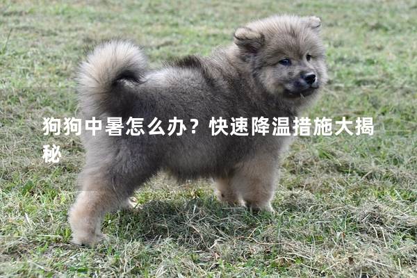 狗狗中暑怎么办？快速降温措施大揭秘