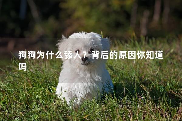 狗狗为什么舔人？背后的原因你知道吗