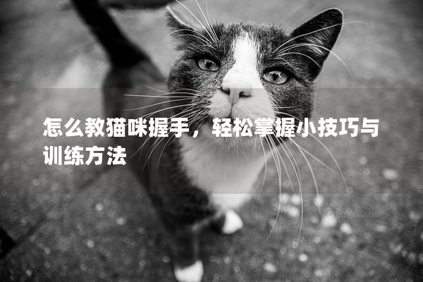 怎么教猫咪握手，轻松掌握小技巧与训练方法