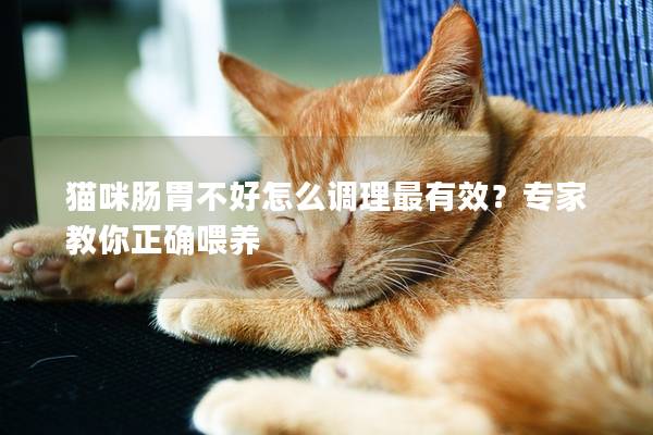 猫咪肠胃不好怎么调理最有效？专家教你正确喂养