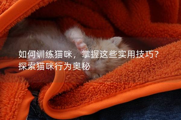 如何训练猫咪，掌握这些实用技巧？探索猫咪行为奥秘
