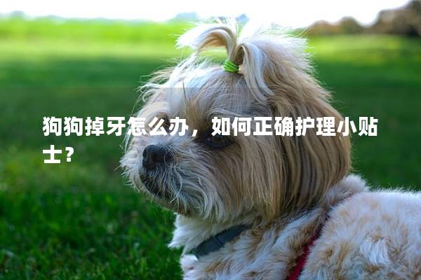 狗狗掉牙怎么办，如何正确护理小贴士？