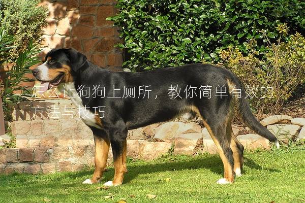 怎么让狗狗上厕所，教你简单有效的方法与技巧