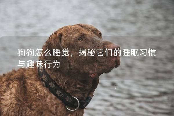 狗狗怎么睡觉，揭秘它们的睡眠习惯与趣味行为