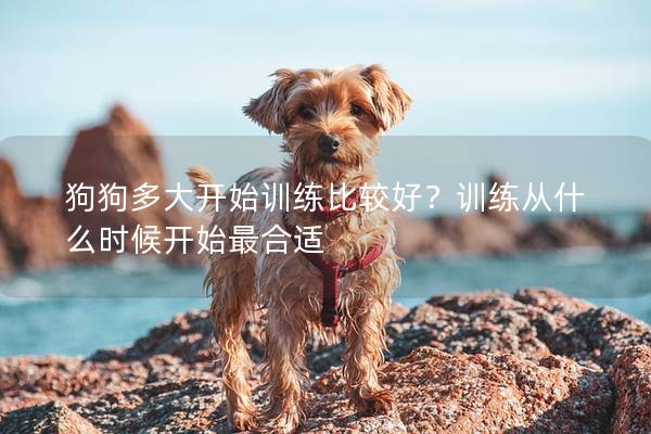 狗狗多大开始训练比较好？训练从什么时候开始最合适