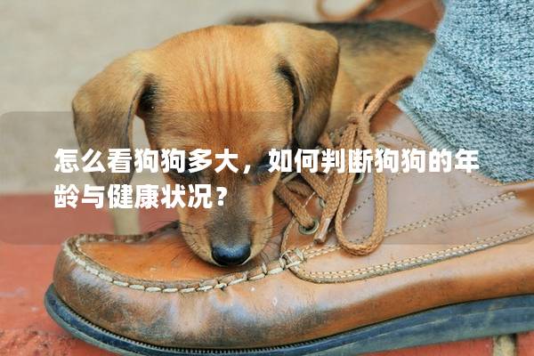 怎么看狗狗多大，如何判断狗狗的年龄与健康状况？