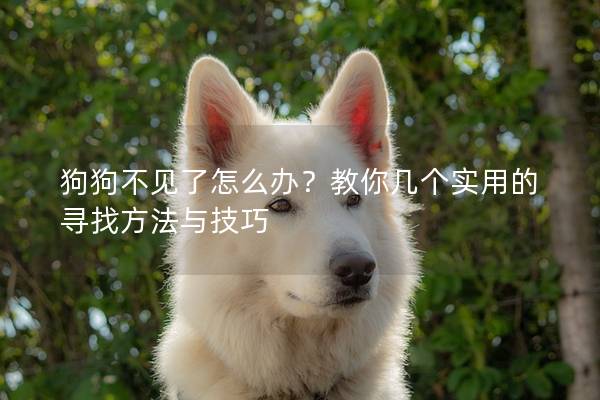 狗狗不见了怎么办？教你几个实用的寻找方法与技巧