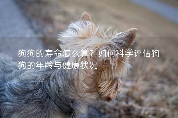 狗狗的寿命怎么算？如何科学评估狗狗的年龄与健康状况
