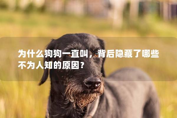 为什么狗狗一直叫，背后隐藏了哪些不为人知的原因？