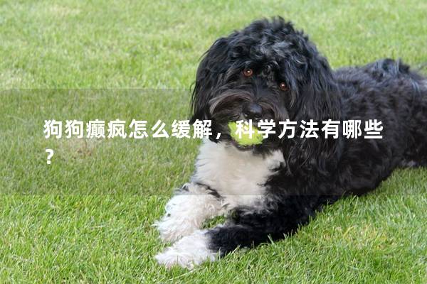 狗狗癫疯怎么缓解，科学方法有哪些？