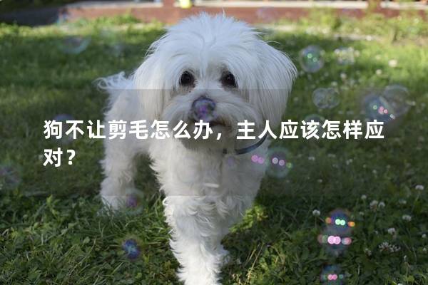狗不让剪毛怎么办，主人应该怎样应对？