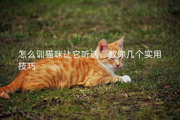 怎么训猫咪让它听话，教你几个实用技巧
