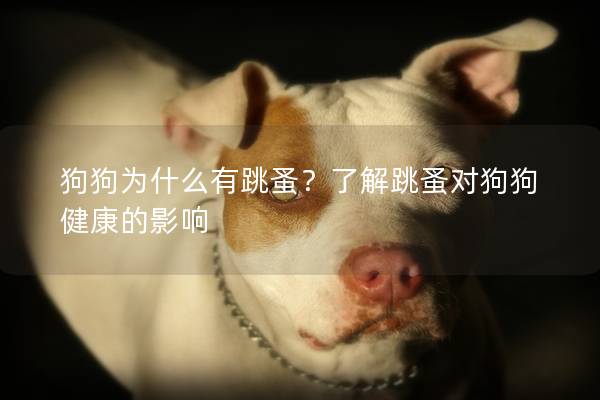 狗狗为什么有跳蚤？了解跳蚤对狗狗健康的影响