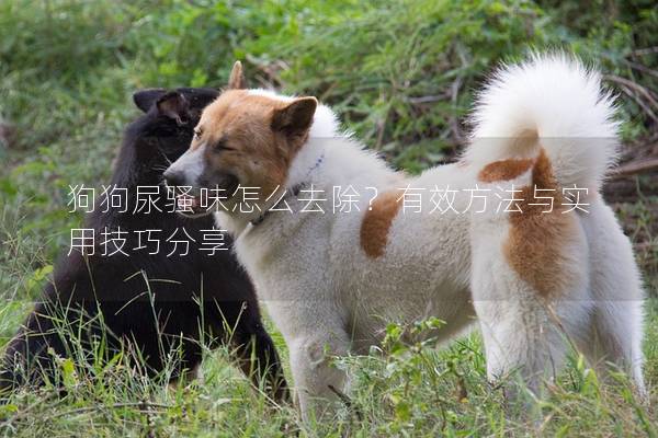 狗狗尿骚味怎么去除？有效方法与实用技巧分享