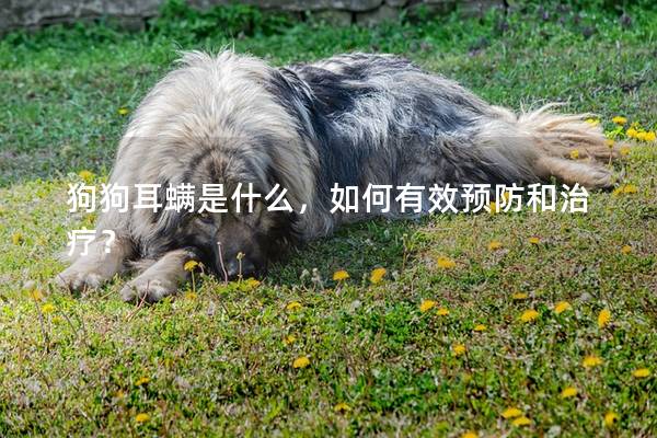 狗狗耳螨是什么，如何有效预防和治疗？