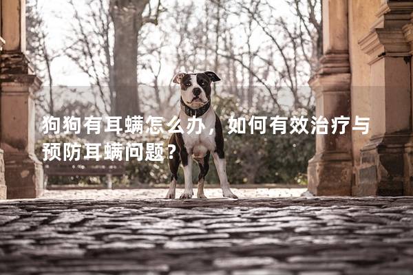 狗狗有耳螨怎么办，如何有效治疗与预防耳螨问题？